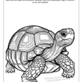 Nevada State Reptile Coloring Page